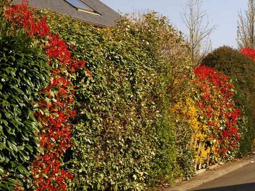 LES 10 MEILLEURES PLANTES POUR UNE HAIE QUI POUSSE VITE | Silence, ça