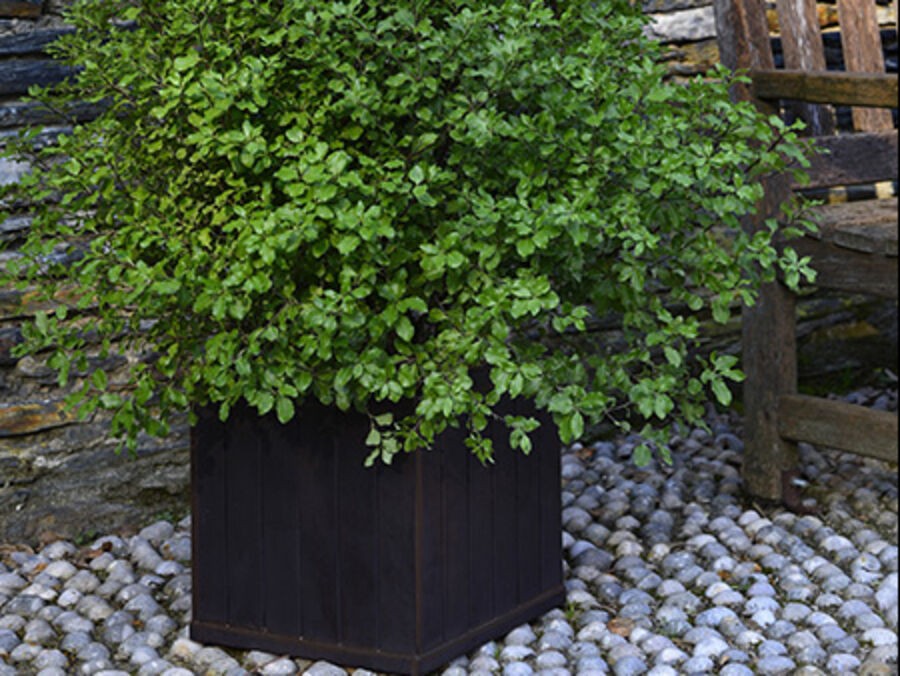 Comment s'assurer que nos plantes persistantes n'ont pas soif ?