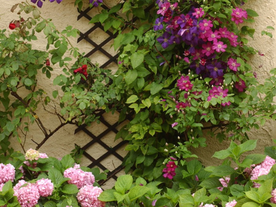 Les bases pour associer les couleurs au jardin | Silence, ça pousse !