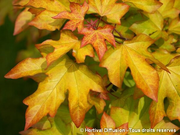 Erable Hybride ORIENTALIA®