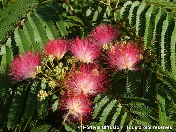 Arbre à soie OMBRELLA®, Acacia de Constantinople