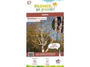 Bouleau noir Héritage Silence, ça pousse