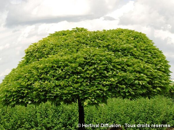 Catalpa boule