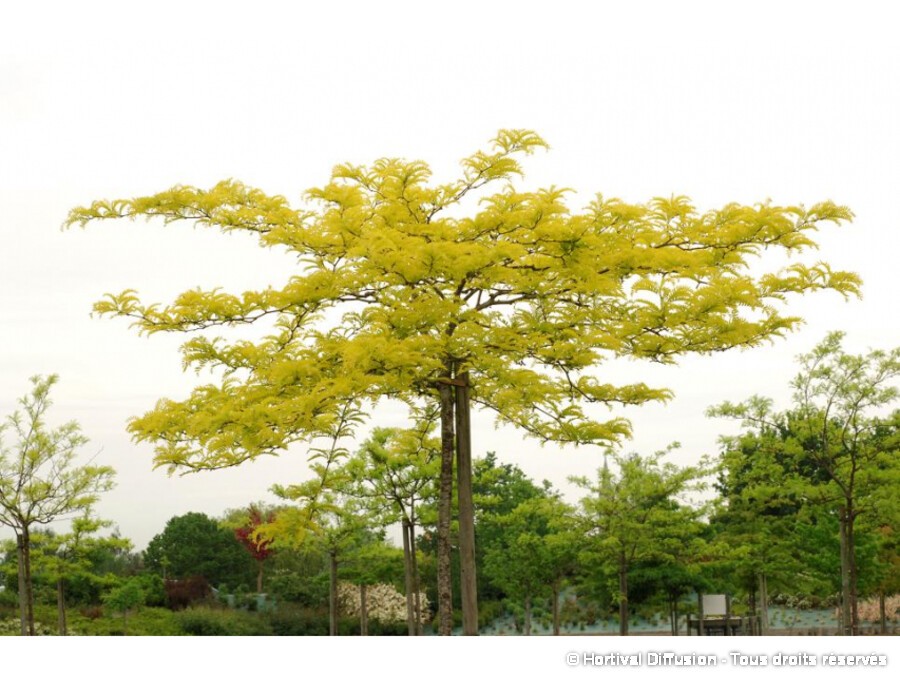 Fevier D Amerique Sunburst Silence Ca Pousse