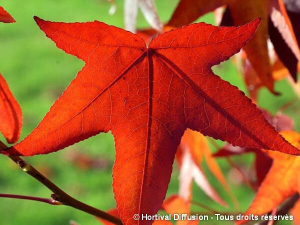 Copalme d'Amérique