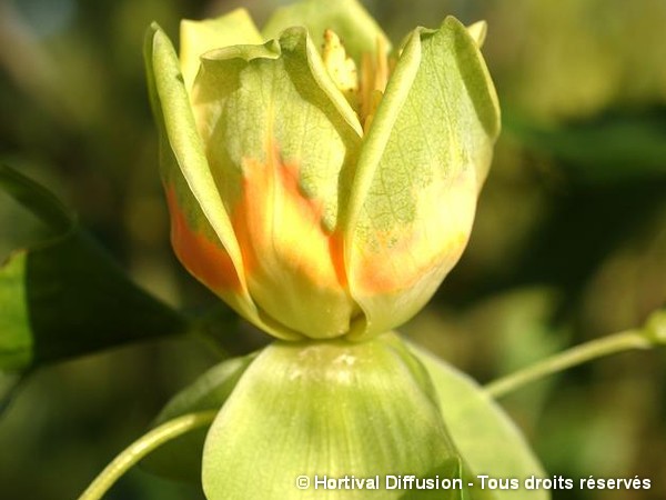 Tulipier de Virginie