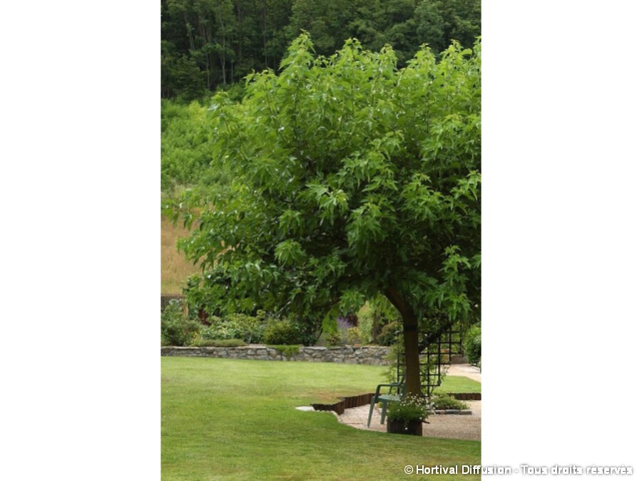 Prix D Un Murier Platane Sans Fruit