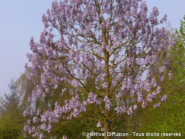 Paulownia de Fortune FAST BLUE®