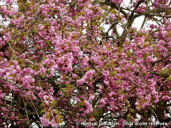 Cerisier des collines du Japon Kiku Shidare Zakura