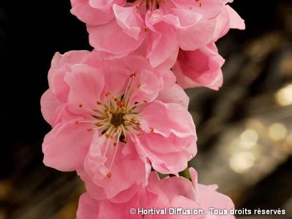 Pêcher à fleurs TAOFLORA® rose