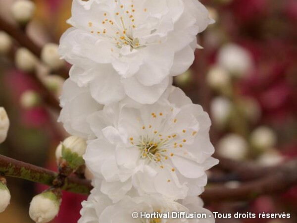 Pêcher à fleurs TAOFLORA® blanc