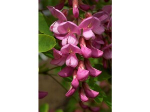 Acacia ou robinier Casque Rouge | Silence, ça pousse