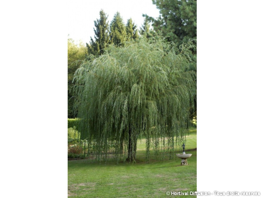 Arbre Saule pleureur NOCH 28130 80mm 