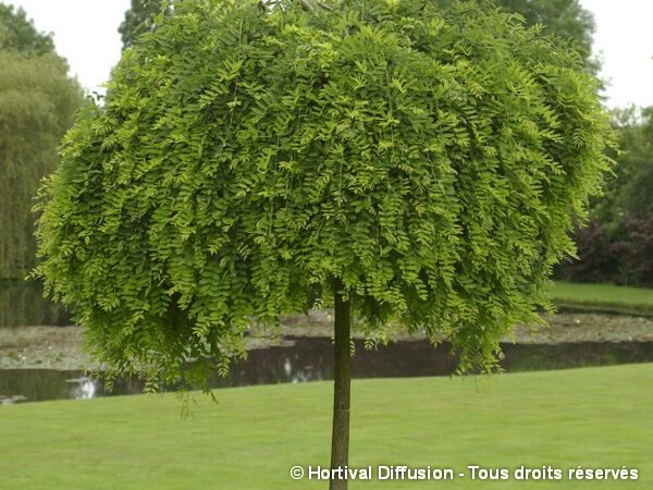 Sophora du Japon pleureur