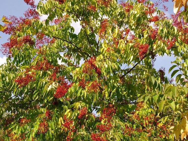 Arbre à miel, Euodia