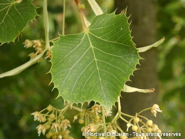 TILIA platyphyllos (Tilleul de Hollande)