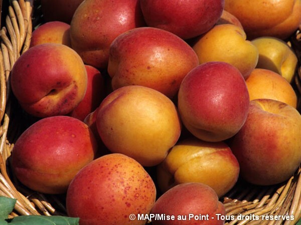 Abricotier Rouge du Roussillon