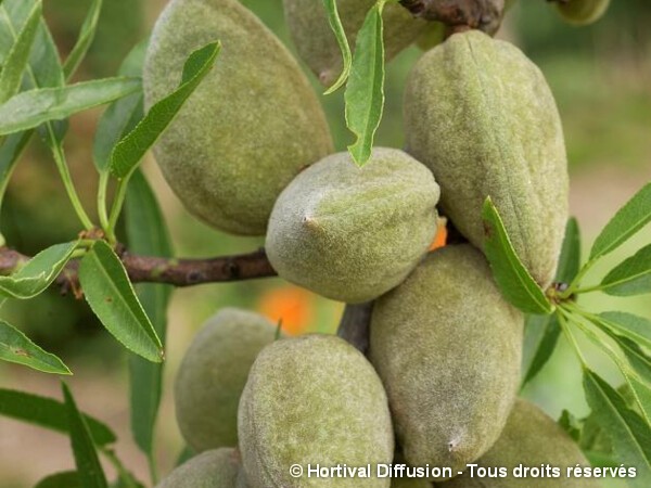 Pourquoi et comment chauler les arbres fruitiers ?