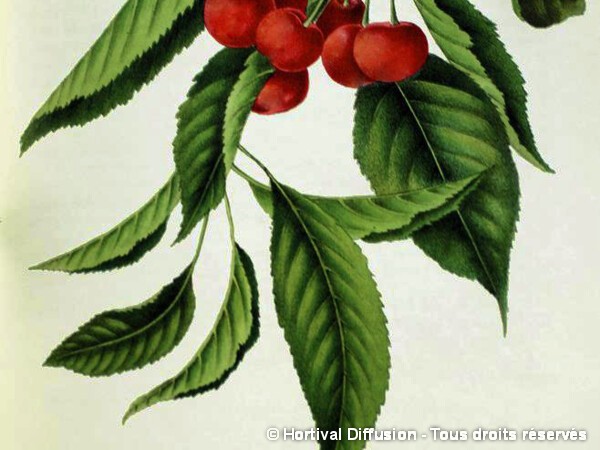 Cerisier bigarreau tardif de vignola