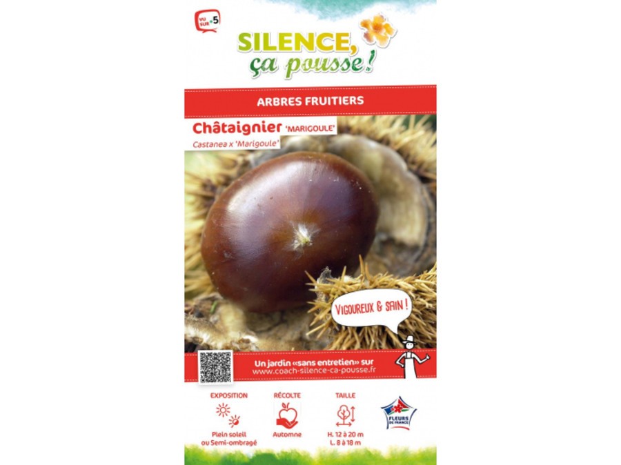Chataignier Marigoule Silence Ca Pousse