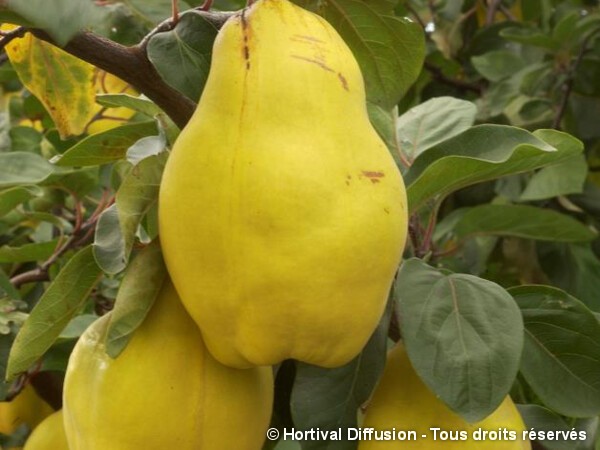 Pourquoi et comment chauler les arbres fruitiers ?