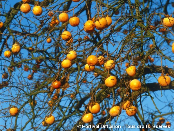 Kaki, Plaqueminier Fuyu ou Kaki pomme