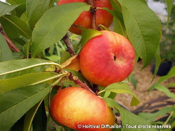 Nectarinier à fruits plats MARINA®