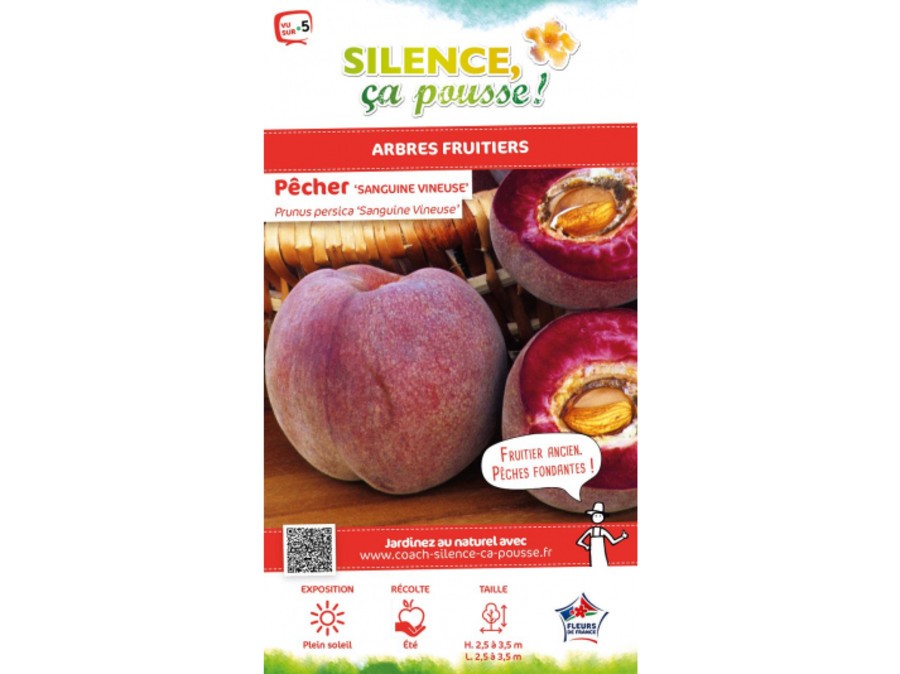 Pêcher Sanguine vineuse, pêche de vigne sanguine Silence, ça pousse
