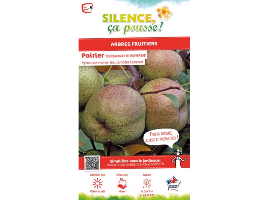 Poirier Bergamote Esperen Silence, ça pousse