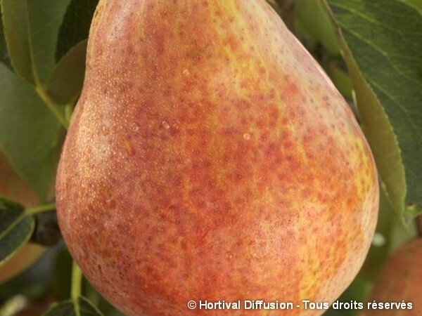 Poirier Williams Rouge=Max Red Bartlett Pear