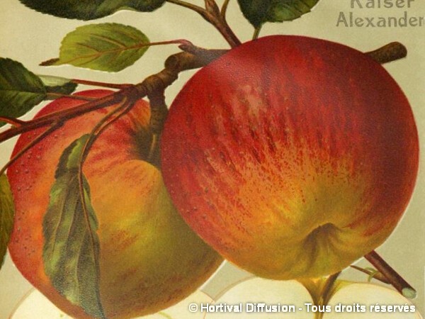 Pommier Grand Alexandre