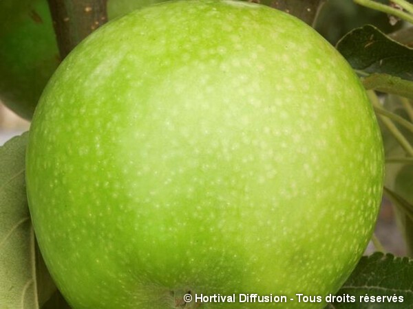 Pommier Granny Smith