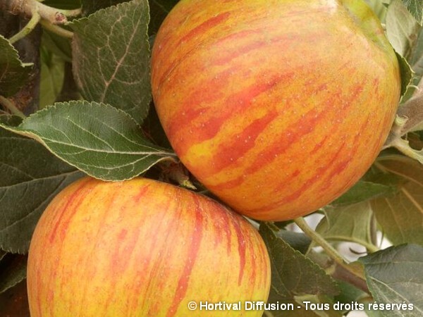 Pommier Reine des Reinettes