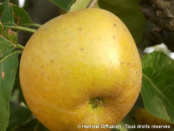 Pommier Reinette Grise du Canada