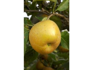 Pommier Renetta Du Canada Fruitier Vieux - Pot 26, Hauteur Max 220 Cm, Âge 4 Ans