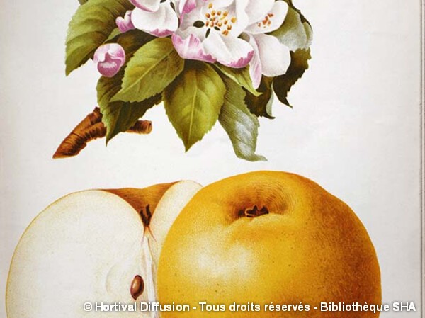 Pommier Reinette Clochard
