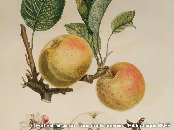 Pommier Reinette d'Armorique