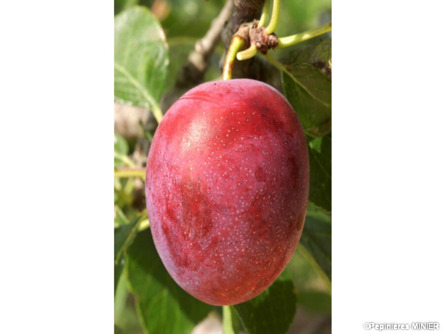 Prunier Imperial rouge | Silence, ça pousse