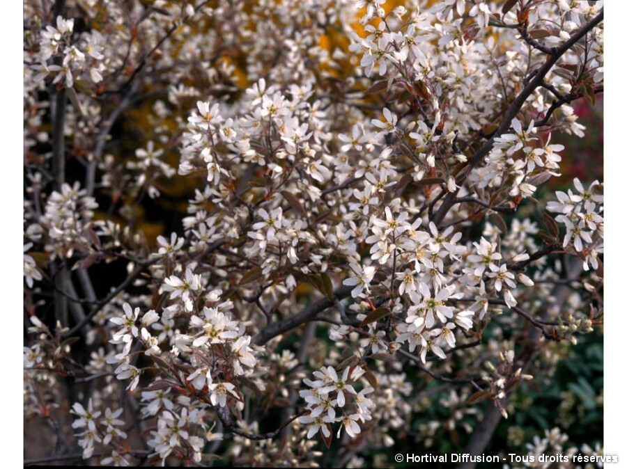 Plante De Amelanchier Saskatoon Berry - Amélanchier - Pot 17 Cm - H