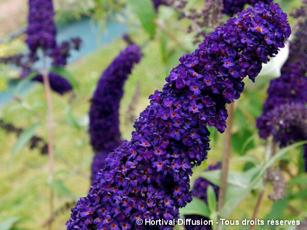 Arbre aux papillons Black Knight