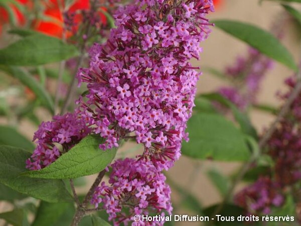 Arbre aux papillons Pink Delight