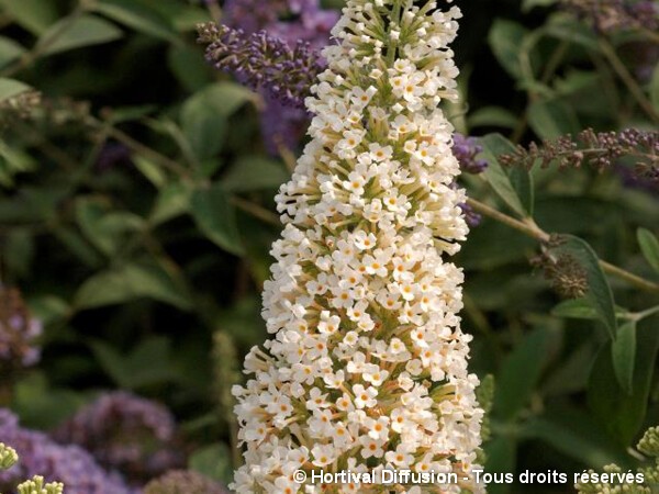 Arbre aux papillons REVE DE PAPILLON® Blanc