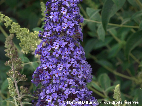 Arbre aux papillons REVE DE PAPILLON® Bleu