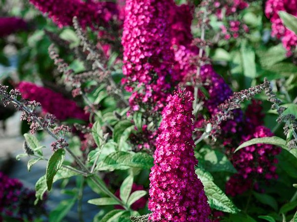 Arbre aux papillons RÊVE DE PAPILLON® Rouge