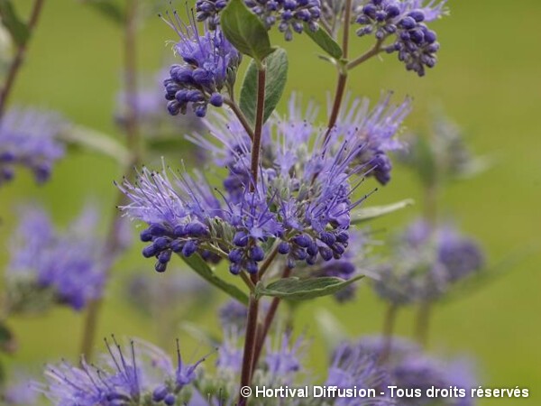 Barbe bleue Heavenly Blue