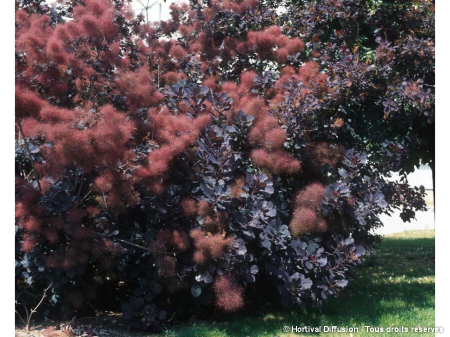 cotinus pourpre