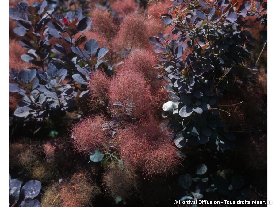 arbre à perruque pourpre
