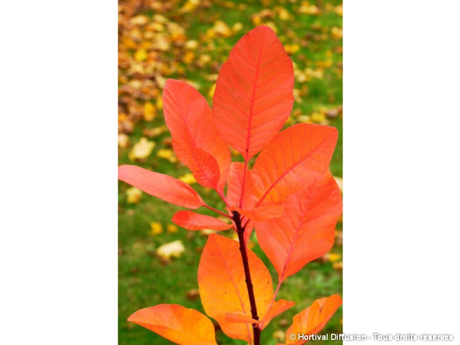 arbre a perruque grace