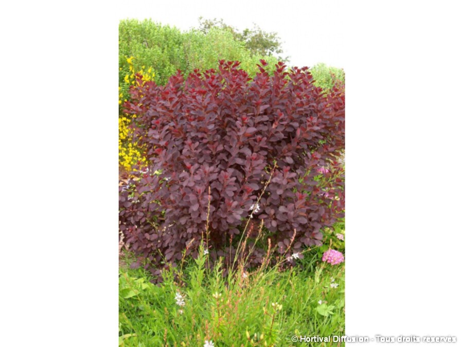 arbre a perruque grace