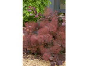 arbre a perruque grace